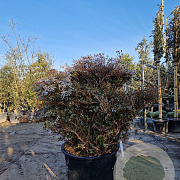 Rhododendron molle japonicum 100-125 cm container struik