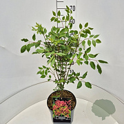 Tetradium daniellii 60-70 cm 10L