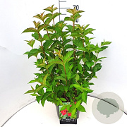 Weigela 'Bristol Ruby' 60-80 cm 10L