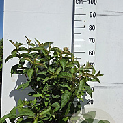 Weigela 'Bristol Ruby' 60-80 cm 10L