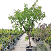 Ziziphus jujuba 140 cm stam container 40-50 bol