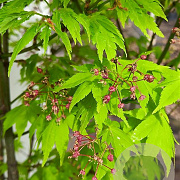 Acer pal. 'Summer Gold' 200-250 cm cont. 80L