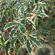 Acer pal. 'Butterfly' 250-300 cm cont. 180L