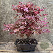 Acer pal. 'Deshojo' 250-300 cm cont. 180L