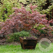 Acer pal. 'Lionheart' 200-250 cm cont. 180L breed