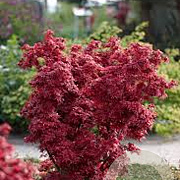 Acer pal. 'Shaina' 100 cm stam 20L