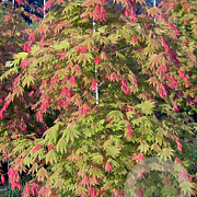 Acer shirasawanum Moonrise 100-125 cm 35L