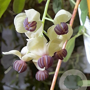 Akebia quinata 'Cream Form' 200-250 cm 20L 3 stok