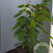 Albizia julibr. 'Evi's Pride' 125-150 cm 20L
