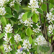 Amelanchier aln. Greatberry Garden 100-125 cm 20L
