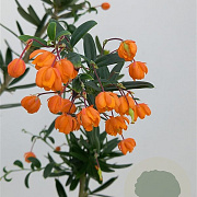 Berberis lin. 'Orange King' 100-125 cm 20L