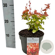 Berberis thunb. 'Orange Ice' 30-40 cm 3,0L