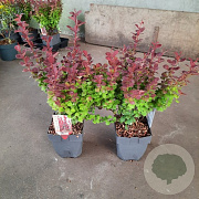 Berberis thunb. 'Orange Rocket' 60-80 cm 20L