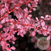 Berberis thunb. 'Rose Glow' 80-100 cm 20L