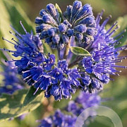 Caryopteris cland. 'Dark Knight' 40-50 cm 5,0L