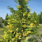 Calocedrus dec. 'Aureovariegata' 175-200 cm cont. 80L