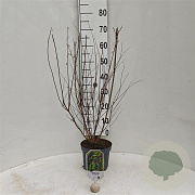 Callicarpa dichotoma 40-60 cm 3,0L
