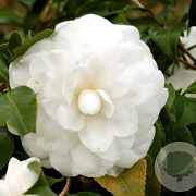 Camellia j. 'Campsii Alba' 125-150 cm 20L