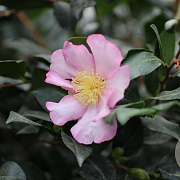 Camellia sas. 'Cleopatra' 125-150 cm 35L