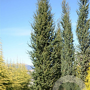 Cedrus l. 'Fastigiata' 250-300 cm cont. 110L