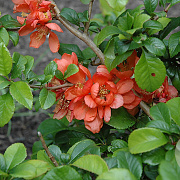 Chaenomeles j. 'Orange Beauty' 125-150 cm 50L
