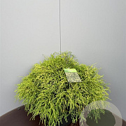 Chamaecyparis p. 'Sungold' 80-100 cm 35L breed