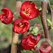 Chaenomeles spec. 'Hot Fire' 30-40 cm 3,0L