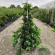 Chaenomeles spec. 'Kinshiden' 30-40 cm 3,0L