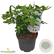 Choisya ternata 25-30 cm 3,5L