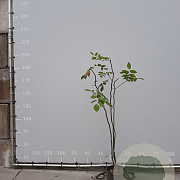 Cladrastis kentukea 150-175 cm 20L