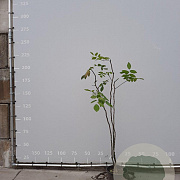 Cladrastis kentukea 150-175 cm 20L