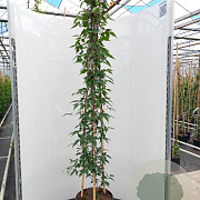 Clematis mont. rubens 175-200 cm 20L 3 stok