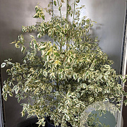 Cornus alternifolia 'Argentea' 125-150 cm 20L