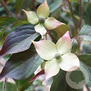 Cornus k. 'Cappucino' 200-250 cm cont. 80L