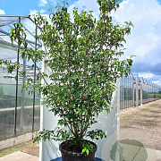 Cornus k. 'Milky Way' 250-300 cm cont. 130L