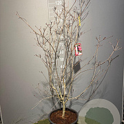 Cornus k. 'Satomi' 100-125 cm 20L