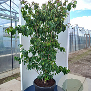 Cornus k. 'Teutonia' 200-250 cm cont. 80L