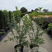 Euonymus europaeus 'Red Cascade' 125-150 cm 20L