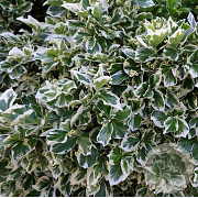 Euonymus fort. 'Emerald Gaiety' 30-40 cm 3,0L