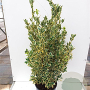 Euonymus jap. 'Bravo' 100-125 cm 20L