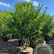 Ficus car. 'Goutte d'Or' 175-200 cm cont. 80L
