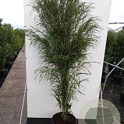 Frangula alnus Fine Line 125-150 cm 20L