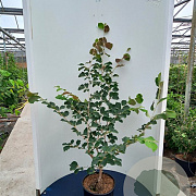 Hamamelis int. 'Aphrodite' 150-175 cm 20L