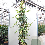 Hedera alg. 'Gloire de Marengo' 200-250 cm 20L 3 stok