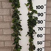 Hedera hibernica 125-150 cm 2,0L 3-5 tak