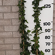 Hedera hibernica 150-175 cm 2,0L 3-5 tak