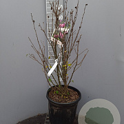 Hibiscus syr. 'Duc de Brabant' 100-125 cm 20L