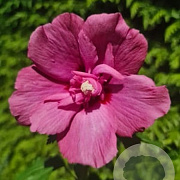 Hibiscus syr. Flower Tower Ruby 150-175 cm 20L