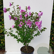 Hibiscus syr. Lavender Chiffon 175-200 cm 50L