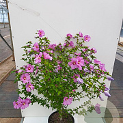 Hibiscus syr. 'Woodbridge' 100-125 cm 20L